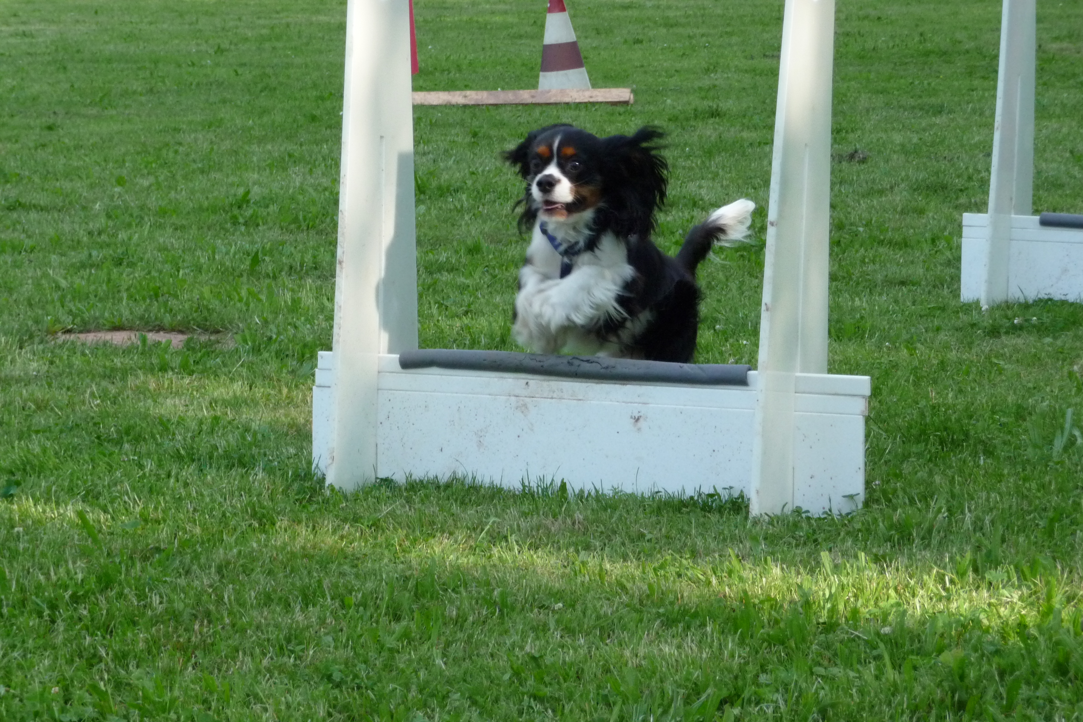 Flyball 03.jpg